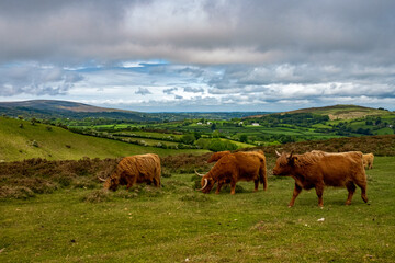 Naklejka na ściany i meble Highland Cattle on Dartmoor