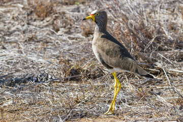 African Wattled Lapwing (Vanellus senegallus) walking on the ground in Kruger National Park, South Africa with blurred background