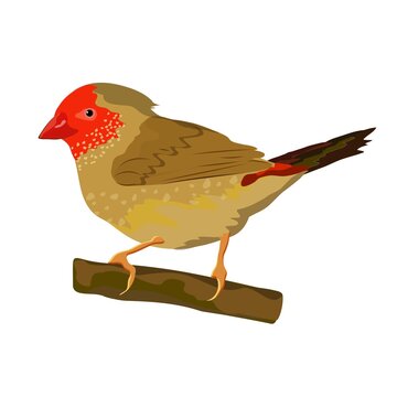 A songbird sits on a branch