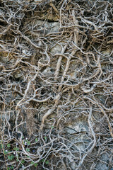 A wall of intertwined dry roots