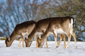 Fototapeten fellow deer - damhert - Dama Dama © Nora