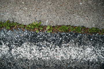 Plants pushing through asphalt due to erosion