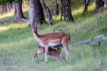 Fototapeten fallow deer, - damhert - Dama Dama © Nora