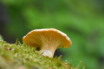 Cantharellus cibarius (commonly known as the chanterelle, golden chanterelle or girolle) Mushroom in forest. Little chanterelle in moss with blurred background - obrazy, fototapety, plakaty