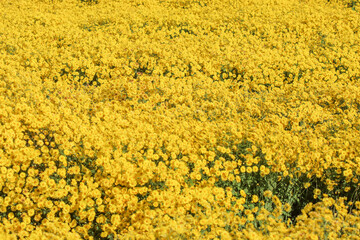 Fototapeta premium blurry yellow abstract background depicting stachydrine chrysanthemum flowers planted in a field for tourists to explore and take pictures of the yellow abstract background for text