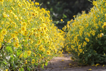 Soft Focus and Smooth Focus, Flower field stachydrine chrysanthemum Bright yellow is grown for drying to make stachydrine chrysanthemum tea as stachydrine chrysanthemum has health-care properties.