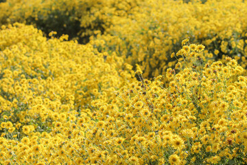 Soft Focus and Smooth Focus, Flower field stachydrine chrysanthemum Bright yellow is grown for drying to make stachydrine chrysanthemum tea as stachydrine chrysanthemum has health-care properties.
