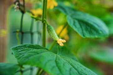 young little cucumbers on the bushes in the greenhouse.