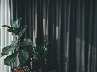 bamboo forest background