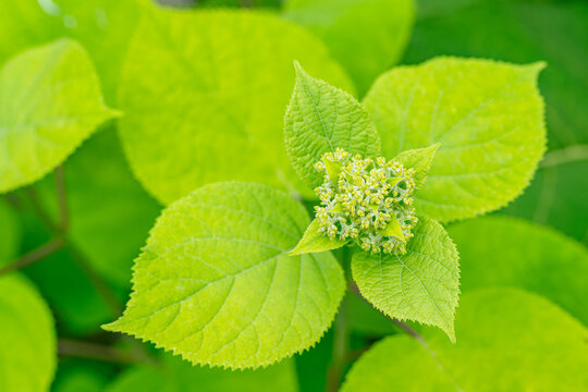 Green leaves and young mutons of unblown hydrangea.