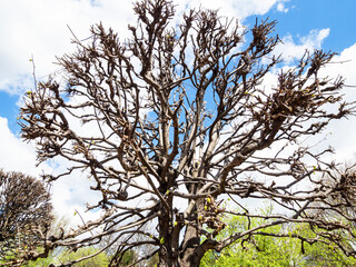 bare trimmed tree in city park on sunny spring day