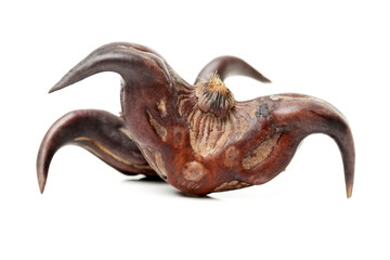 Water chestnut (Trapa bispinosa Roxb) on white background 