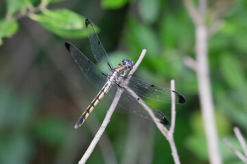 An immature great blue skimmer (Libellula vibrans) perched on a twig. 