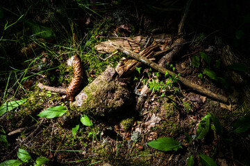 par terre en forêt