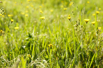 Beautiful flowers growing in meadow on sunny day