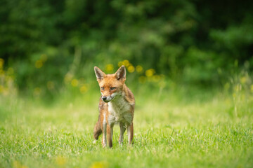 Red fox, Vulpes vulpes,out searching for food on a summer evening in Oxfordshire meadow