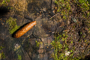 pomme de pin sur souche d'arbre
