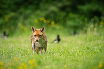 Red fox, Vulpes vulpes,out searching for food on a summer evening in Oxfordshire meadow