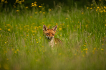 Red fox, Vulpes vulpes,out searching for food on a summer evening in Oxfordshire meadow
