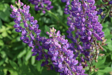 Obraz premium purple flower