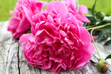 beautiful pink peony flowers on white wooden background