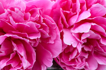 beautiful pink peony flowers on white wooden background