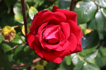 red rose in garden