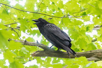 American crow on a branch calling, with a bright green leafy background