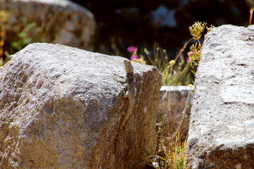 Hardun or starred agama (Stellagama stellio) among stones on Kos Island, Greece
