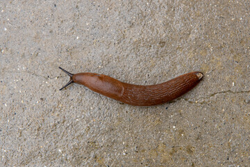 Large red slug stretching on the ground