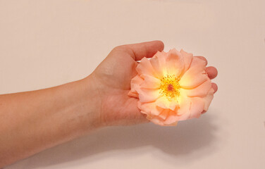 A beautiful orange-pink rose on a woman's hand shines with its beauty. Minimalist concept