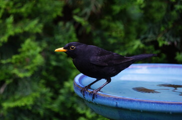blackbird at the bird bath