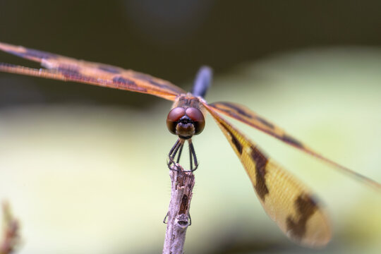 Rhyothemis graphiptera, graphic flutterer or banded flutterer close up front shot