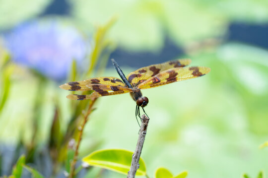 Rhyothemis graphiptera, graphic flutterer or banded flutterer top down full view shot in qld