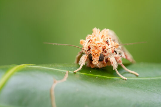 White and Orange Moth with big black eyes