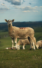 Sheep grazing on a hill