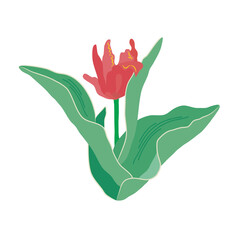 A single curly red tulip with large green leaves. Garden floral bush. Beautiful spring flower. Hand-drawn vector, flat design. Valentine day, mothers day, easter, romantic gift, print and internet.