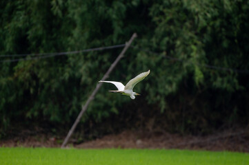 seagull in flight