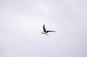 bird