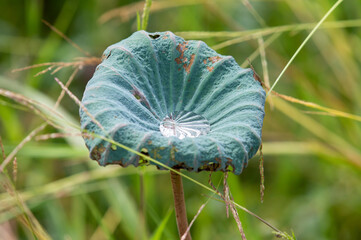 lotus leaf
