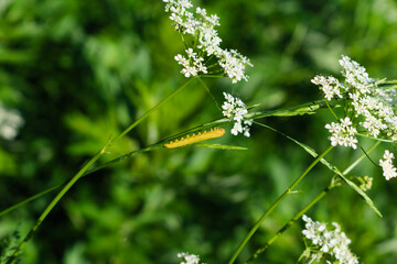 A small yellow caterpillar on a plant stem