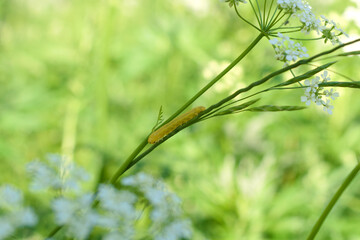 A small yellow caterpillar on a plant stem