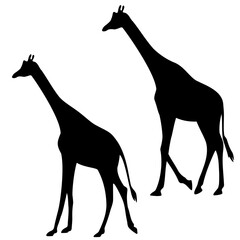 Black silhouette, stencil of two giraffes sideways on a white isolated background.