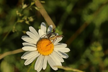 Fototapeta premium Eichblatt-Radspinne (Aculepeira ceropegia) auf Margerite