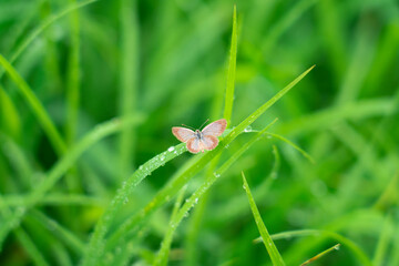 small brown butterfly perched on leaf or blade of grass. The butterfly is searching for food in the morning.