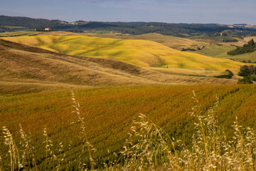 Obraz premium Beautiful idyllic summer landscape of Toscana, Italy with many mediterranean plants and field grasses. Sunny evening or morning in Italy. Vacation, recreation mood. Agricultural fields of Tuscany 