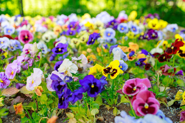pansy flowers of different colors close-up, it is sunny