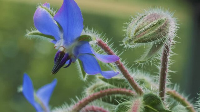 Borage flowers and buds in the summer sun