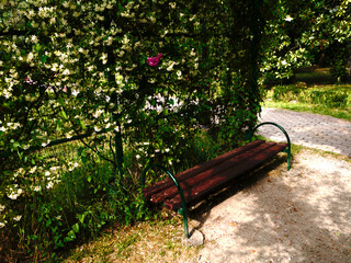 Bench in the rose garden.