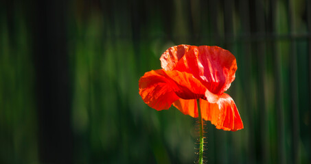 red poppy flower